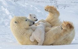 بازیگوشی توله های خرس قطبی در سرمای منفی 40 درجه + عکسها