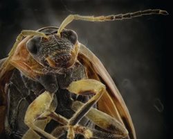 پرتره حشرات از نمای نزدیک + عکسها