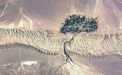 تصویری ماهواره ای از روستایی در کرمان مانند درختی ریشه دار
