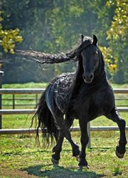 زیباترین اسب سیاه جهان + تصاویر