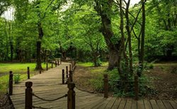 پارک جنگلی النگدره در گرگان؛ زیبایی که شما را حیران می کند