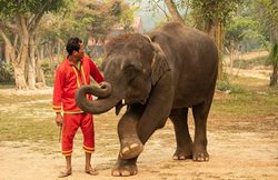 حقایقی در مورد سواستفاده از فیل ها در صنعت گردشگری