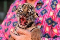 نگاهی بر حیوانات باغ وحش در روزهای کرونایی + تصاویر