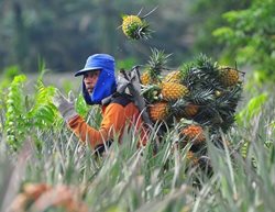 برداشت آناناس از مزارع + عکس