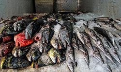 بازار ماهی فروشان در زاهدان + عکسها