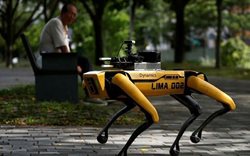 سگ روباتی مامور گشت فاصله گذاری اجتماعی در سنگاپور + تصویر