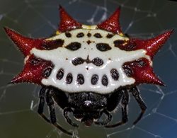 عنکبوتی زیبا به نام جواهر + عکسها