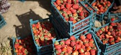 برداشت توت فرنگی از مزارع کردستان + عکسها