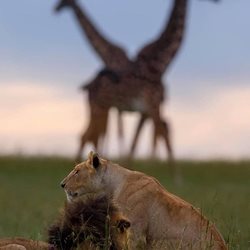 تصاویری دیدنی و متفاوت از حیات وحش در آفریقا