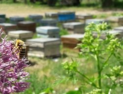 پرورش زنبور عسل در الیگودرز + تصاویر