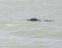 مشاهده سه دلفین گوژپشت بازیگوش در آب های آبادان + عکسها