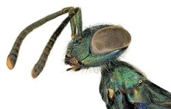 حشرات از نمای نزدیک + عکسها