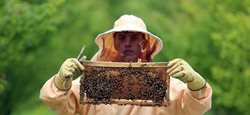 پرورش زنبور عسل در بجنورد + عکسها