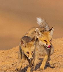 بچه روباه های بازیگوش در یزد + عکس