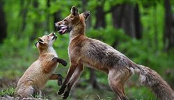 خانواده یک روباه سرخ در طبیعت + عکسها