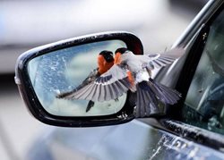 ژست جالب یک پرنده در مقابل آینه خودرو + عکس