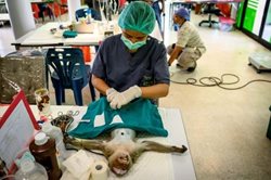 عمل جراحی روی میمون ها در تایلند + تصویر