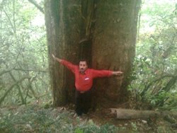 اعلام شناسایی بزرگترین درخت سرخدار هیرکانی در مازندران