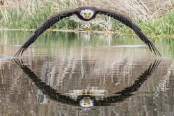 شکار لحظه ها از پرواز عقاب سر سفید + عکس