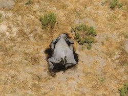 رویداد بی سابقه در حیات وحش؛ مرگ مرموز 350 فیل در دو ماه! + عکسها
