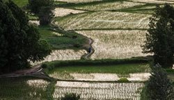 تصاویری زیبا از کاشت برنج در رودبار الموت قزوین