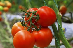 برداشت گوجه فرنگی از گلخانه هیدروپونیک در لرستان + عکسها