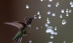 برندگان مسابقه عکاسی Audubon» 2020» + عکسها