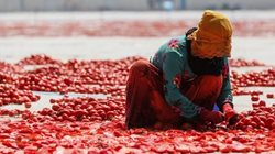 روش خشک کردن گوجه فرنگی در ترکیه + عکسها