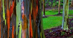 درخت اکالیپتوس رنگین کمان + عکسها