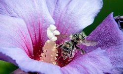 جمع آوری گرده توسط زنبور عسل + عکس