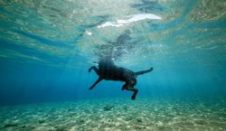 تصاویری جالب از دنیای آبی سگ ها