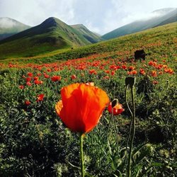 ناوان تالش؛ منطقه ای زیبا و حیرت انگیز در گیلان