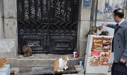 استانبول، شهر گربه ها + عکسها