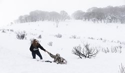 زمین های پوشیده از برف در استرالیا + عکسها