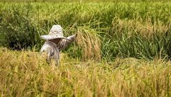رنجی که برنج گیلان از باران برد + عکسها