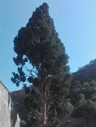 اعلام ثبت درخت افسانه ای در فهرست آثار ملی