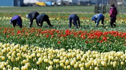 تصاویری دیدنی از مزارع گل لاله در هلند
