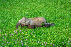 تصویری زیبا از پارک ملی کازیرانگا در هند