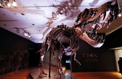 اعلام حراج اسکلت یکی از بزرگترین دایناسورهای تی رکس