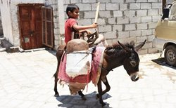 الاغ، دارایی ارزشمند مردم یمن + عکسها