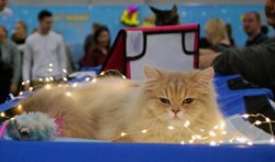 نمایشگاه گربه ها در مسکو + عکسها