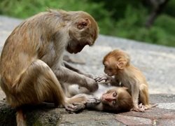 اقدام عجیب و جالب میمون مادر روی پوست فرزندش! + عکس