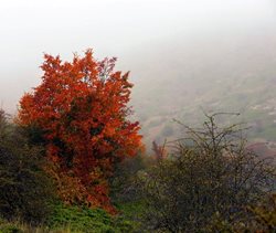 پاییز رنگارنگ در جهان نما + تصاویر