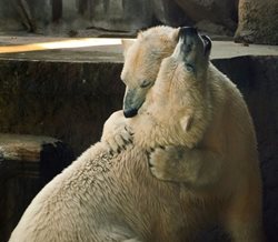 تصاویری زیبا از خرسهای قطبی سفید در روسیه