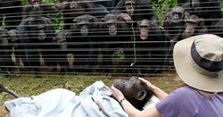 تصویری دیدنی از ناراحتی میمون ها برای از دست دادن همنوع!