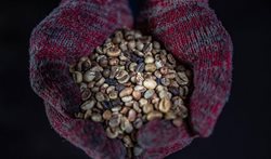 قهوه بو داده به سبک قدیم در مالزی + تصاویر