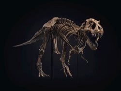 اسکلت دایناسور به گران ترین اثر یک حراجی تبدیل شد