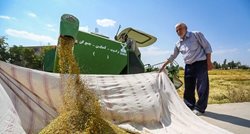 برداشت برنج از مزارع شهرستان مبارکه + تصاویر