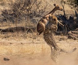 پرش ایمپالا و شکار شدنش توسط یوزپلنگ + عکس