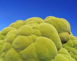 یارتا؛ گیاهی همیشه سبز که قدمت 3 هزار ساله دارد + عکسها